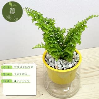 波士頓腎蕨風水|辦公室植物推薦這5款，好養、好看又招財開運！腎蕨。